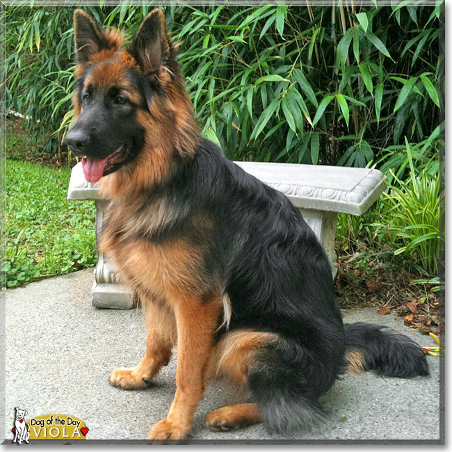 Viola, the Dog of the Day