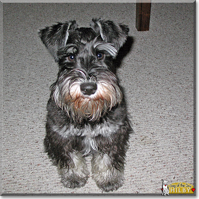 Hilby, the Dog of the Day