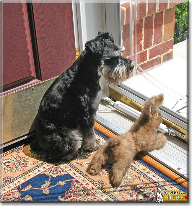 Hilby, the Dog of the Day