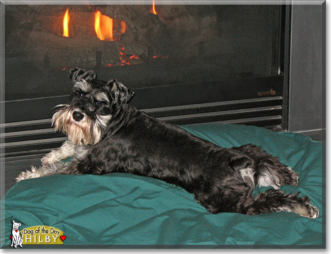 Hilby, the Dog of the Day