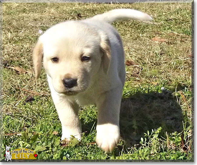 Lily, the Dog of the Day