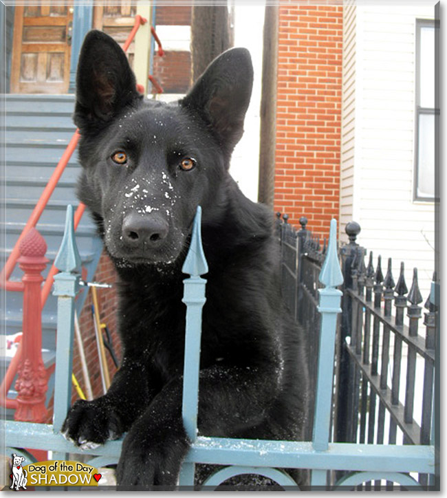 Shadow, the Dog of the Day Shadow, the Dog of the Day