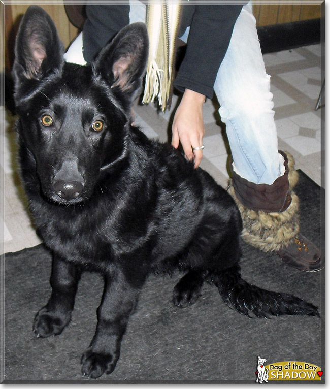 Shadow, the Dog of the Day Shadow, the Dog of the Day