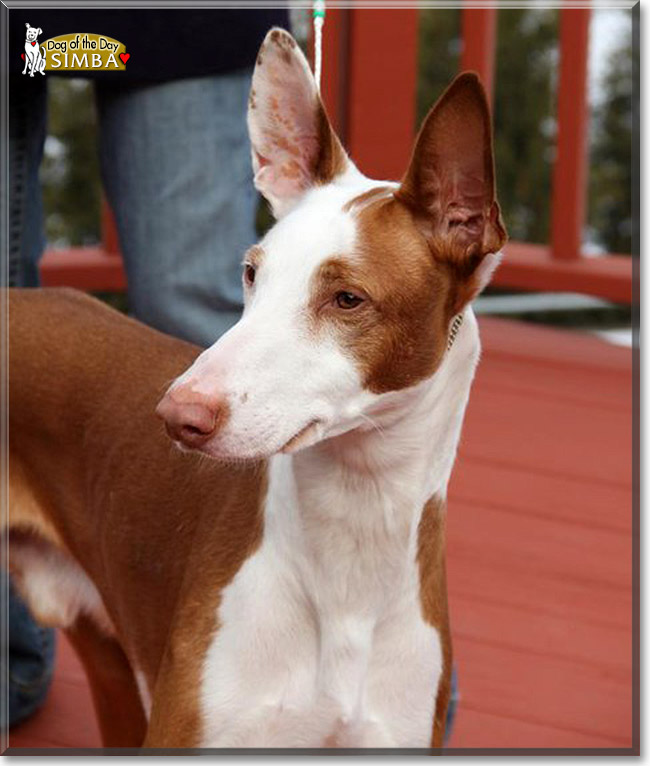 Simba, the Dog of the Day