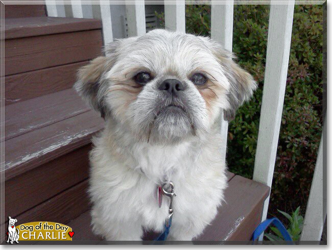 Charlie, the Dog of the Day Charlie, the Dog of the Day