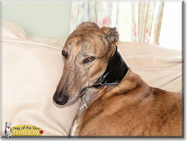 Thalion, the Dog of the Day