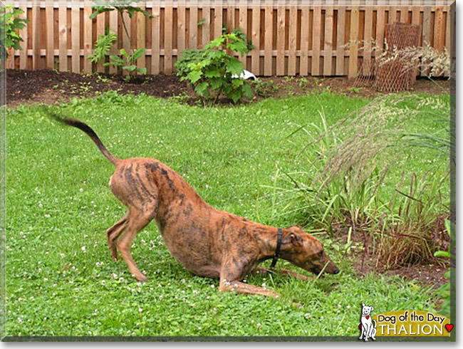 Thalion, the Dog of the Day