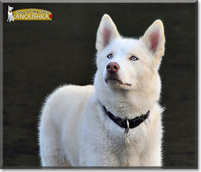 Anoushka, the Dog of the Day