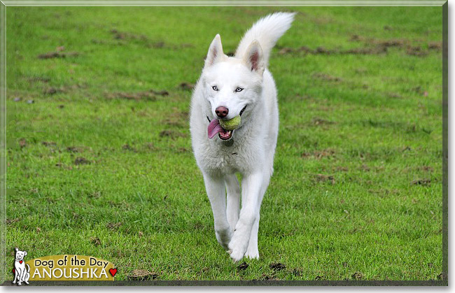 Anoushka, the Dog of the Day