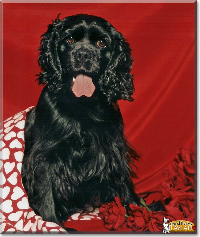 Laylah, the Dog of the Day