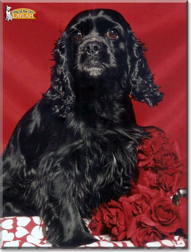 Laylah, the Dog of the Day