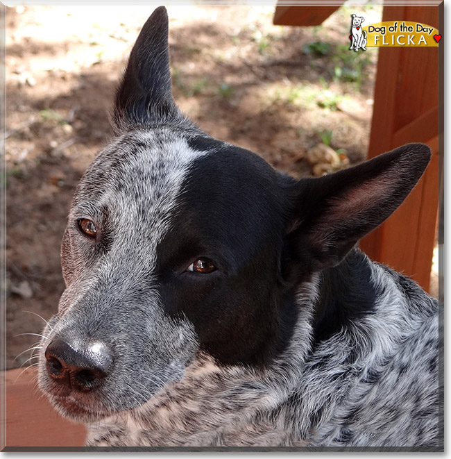 Flicka, the Dog of the Day
