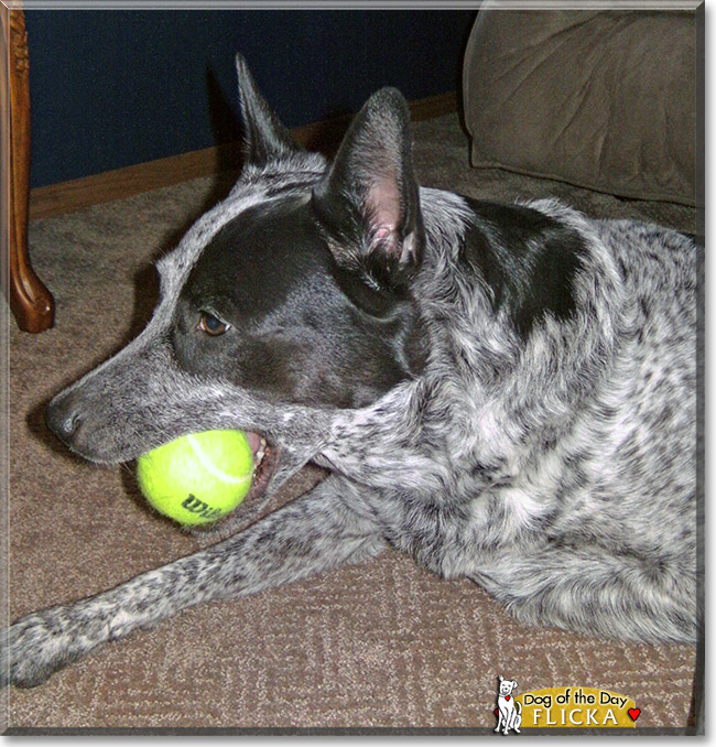 Flicka, the Dog of the Day