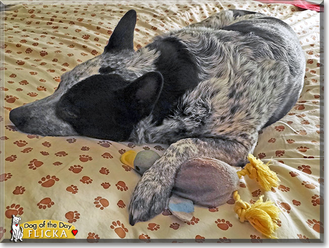 Flicka, the Dog of the Day