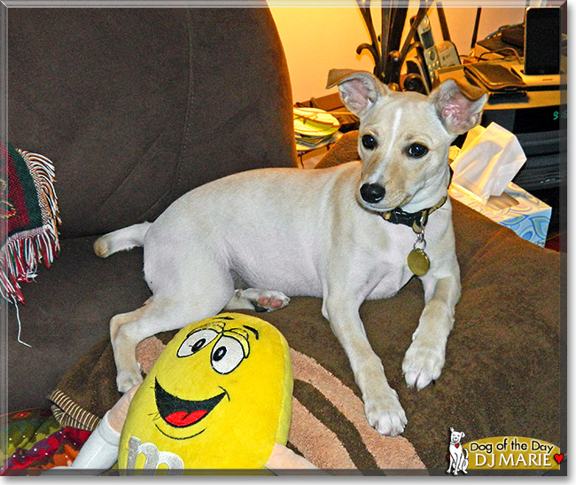 DJ Marie, the Dog of the Day