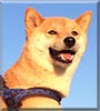 Imoto the Shiba Inu