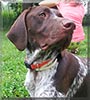 Austin Tyler the German Shorthaired Pointer