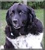 Gracie the Landseer Newfoundland