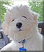 Buddy the Bichon Frise