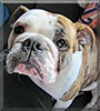 Jessie the English Bulldog