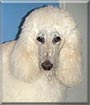 Roxy the Standard Poodle
