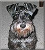 Hilby the Miniature Schnauzer