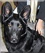Shadow the German Shepherd Dog