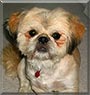 Charlie the Shih Tzu, Pekingese