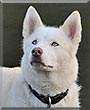 Anoushka the Husky, Alaskan Malamute