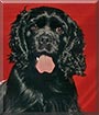 Laylah the Black Cocker Spaniel