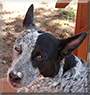 Flicka the Blue Heeler