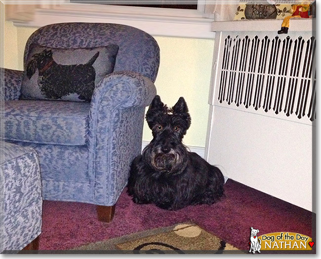 Nathan, the Dog of the Day