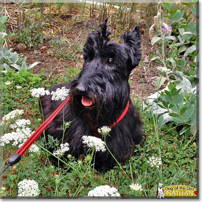 Nathan, the Dog of the Day