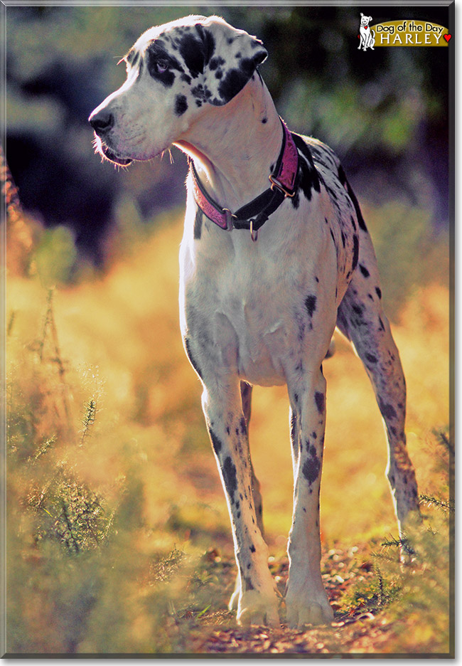 Harley, the Dog of the Day