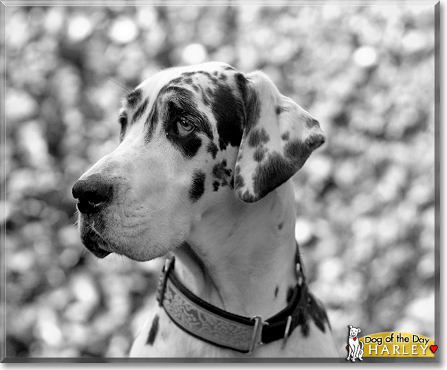 Harley - Great Dane - December 3, 2012