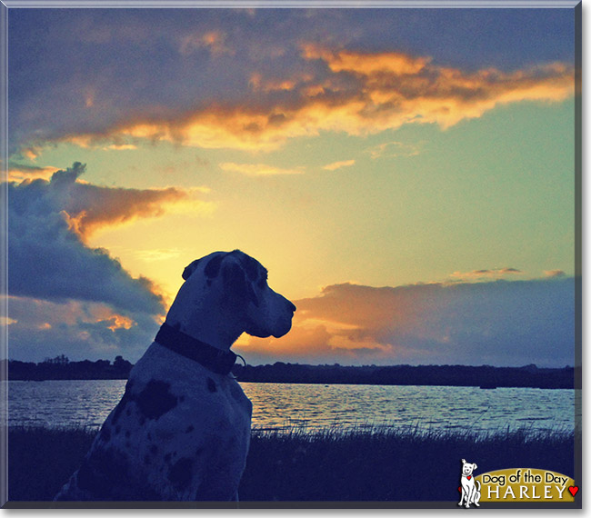 Harley, the Dog of the Day