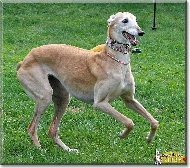 Kirby, the Dog of the Day