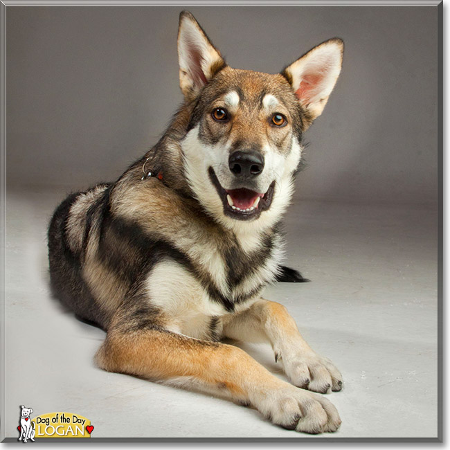Logan, the Dog of the Day Logan, the Dog of the Day
