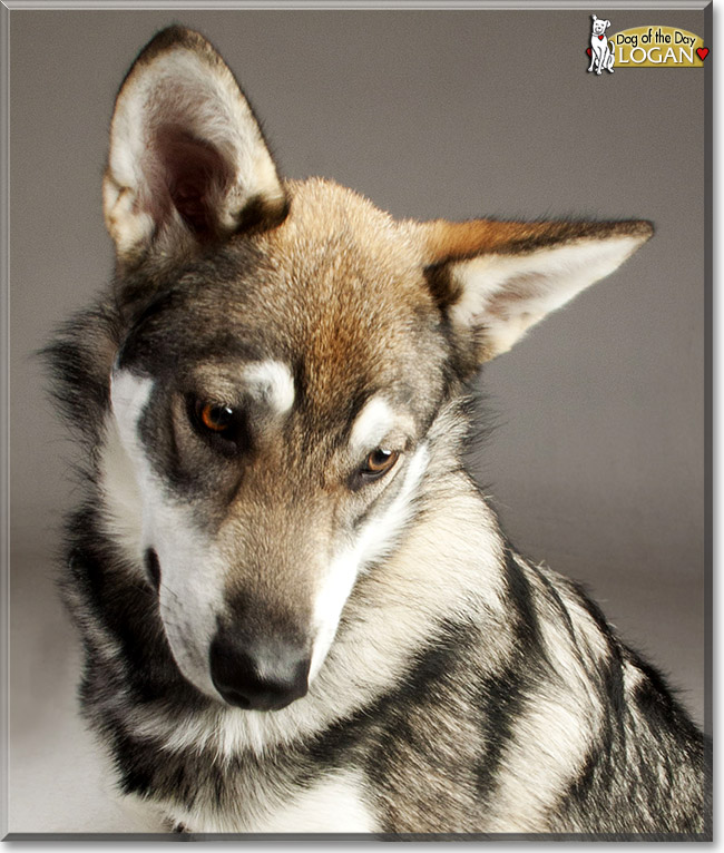 Logan, the Dog of the Day Logan, the Dog of the Day