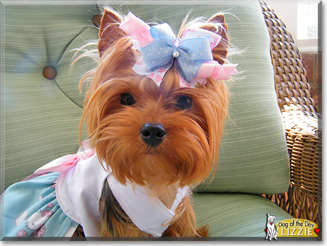 Lizzie, the Dog of the Day