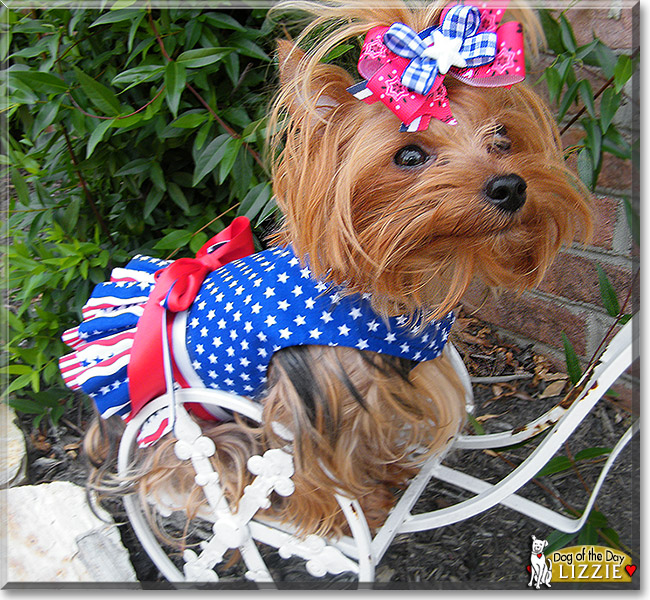 Lizzie, the Dog of the Day