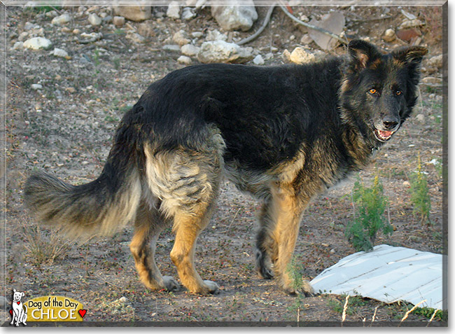 Chloe, the Dog of the Day