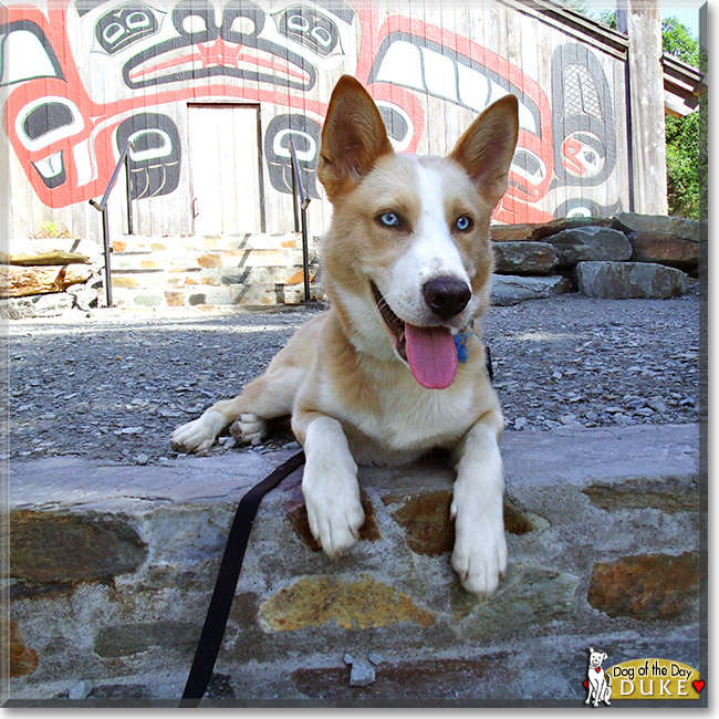 Duke, the Dog of the Day Duke, the Dog of the Day