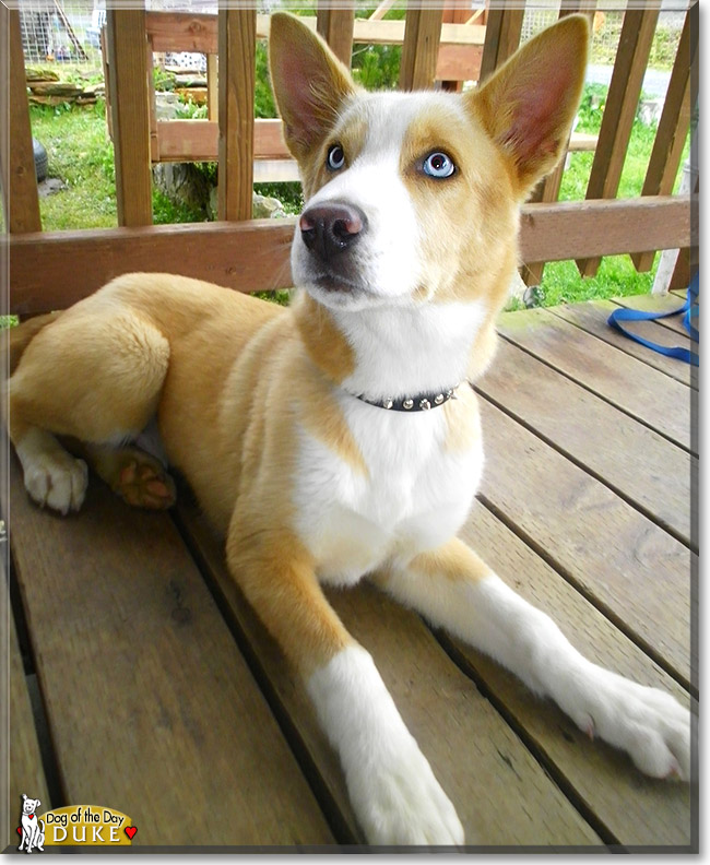 Duke, the Dog of the Day Duke, the Dog of the Day