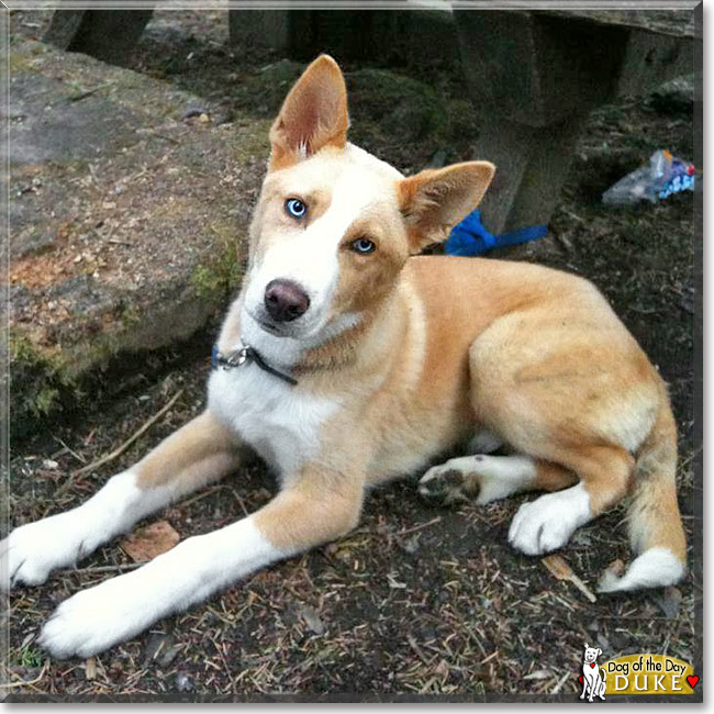 Duke, the Dog of the Day Duke, the Dog of the Day