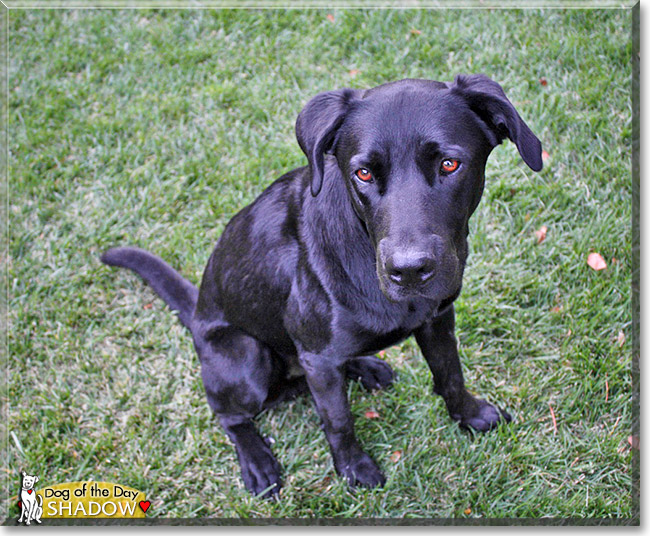 Shadow, the Dog of the Day