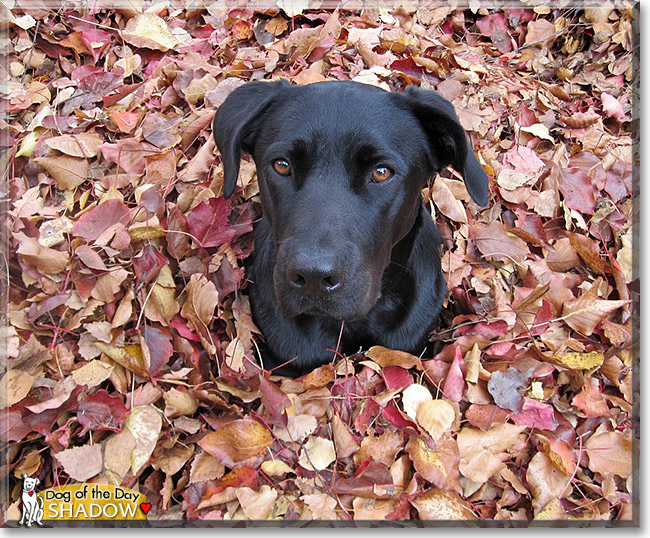 Shadow, the Dog of the Day