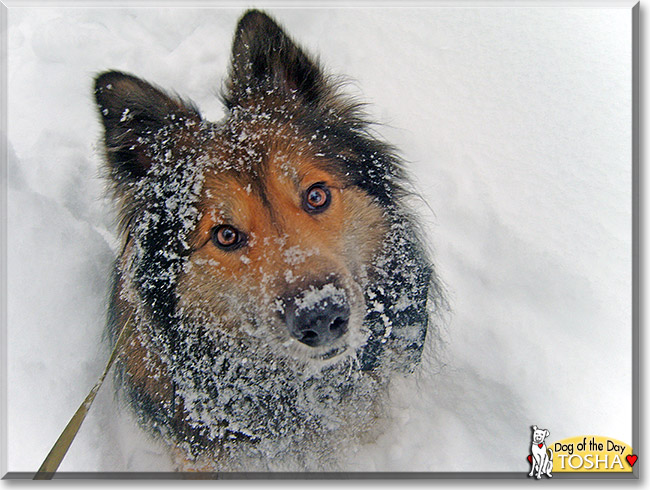 Tosha, the Dog of the Day Tosha, the Dog of the Day