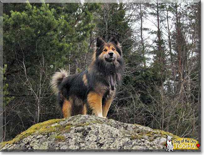 Tosha, the Dog of the Day Tosha, the Dog of the Day