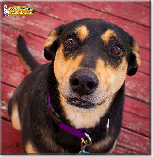 Marbles, the Dog of the Day